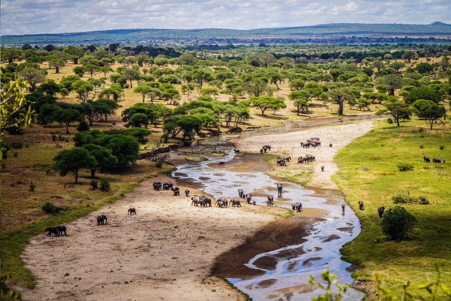 View from Tarangire Safari Lodge - Elephants in a riverbed